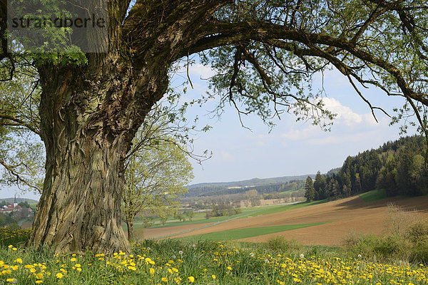 Bruch-Weide auf einer Wiese mit blühendem Löwenzahn  Bayern  Deutschland