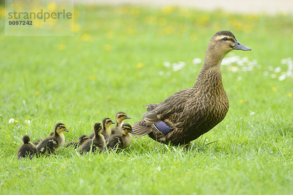 Stockenten-Küken mit Mutter auf einer Wiese