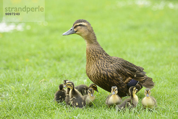 Stockenten-Küken mit Mutter auf einer Wiese