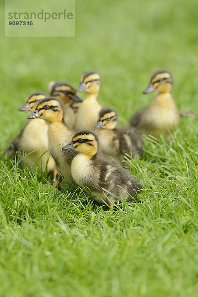 Stockenten-Küken auf einer Wiese