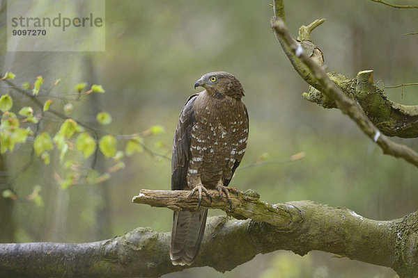 Mäusebussard auf einem Ast im Nationalpark Bayerischer Wald  Deutschland