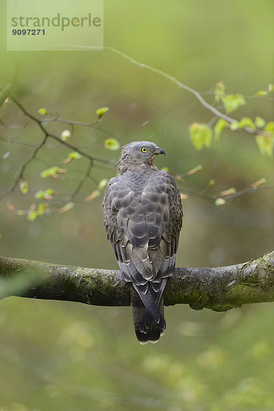 Wespenbussard auf einem Ast im Nationalpark Bayerischer Wald  Deutschland