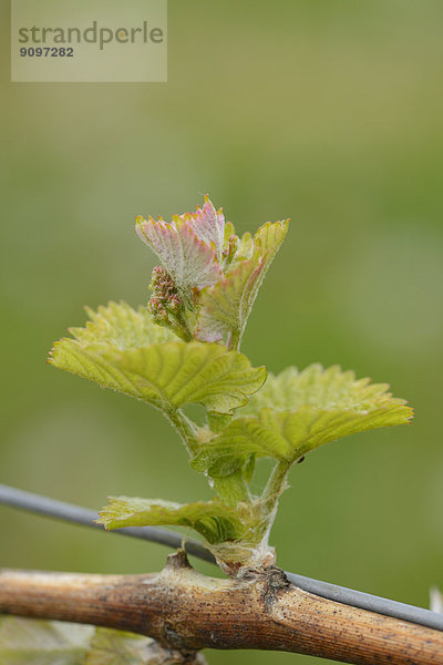 Nahaufnahme der Knospe einer Weinrebe