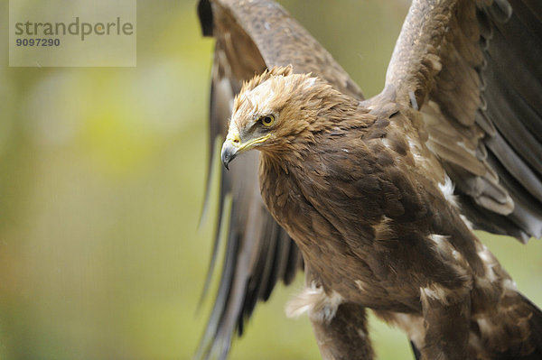 Schreiadler im Nationalpark Bayerischer Wald  Deutschland