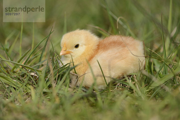 Hühnerküken auf einer Wiese