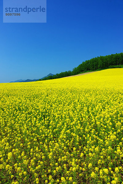 Hokkaido  Japan