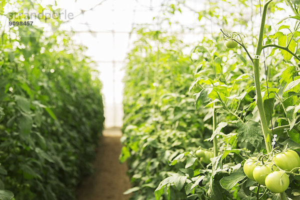 Grüne Tomaten  die im Gewächshaus an der Rebe wachsen