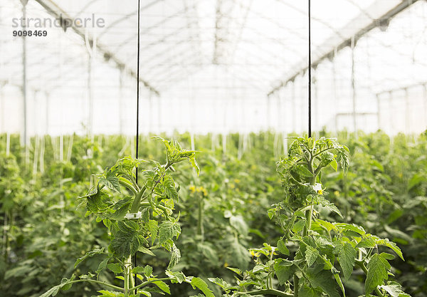 Tomatenpflanzen im Gewächshaus