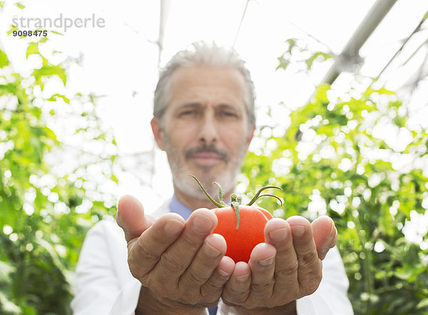 Porträt eines Wissenschaftlers mit reifer Tomate im Gewächshaus