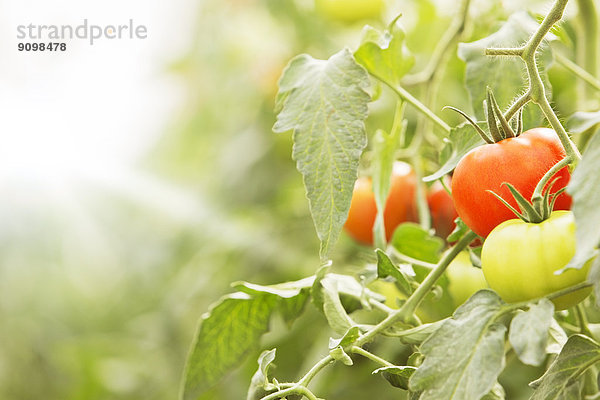 Nahaufnahme von Tomaten  die auf Reben wachsen