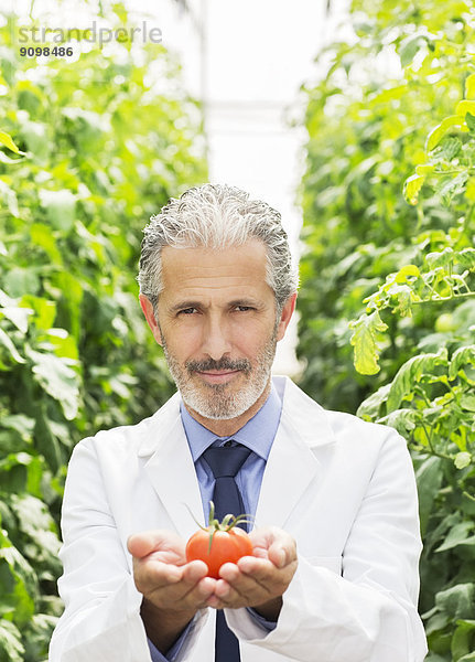Portrait des Botanikers mit reifer Tomate im Gewächshaus