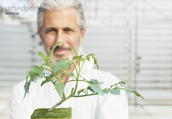 Porträt eines selbstbewussten Botanikers mit Tomatenpflanze im Gewächshaus