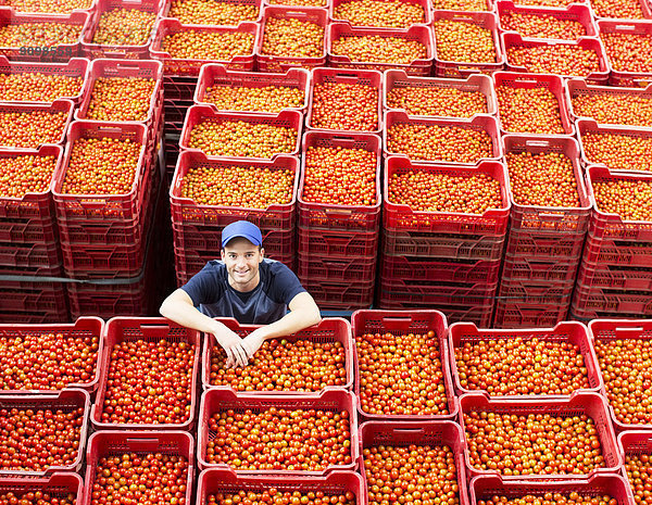 Porträt eines Arbeiters zwischen Tomatenkisten