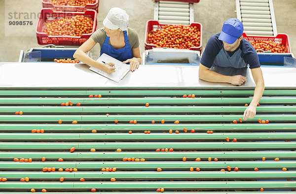 Arbeiter untersuchen Tomaten am Förderband in der Lebensmittelindustrie