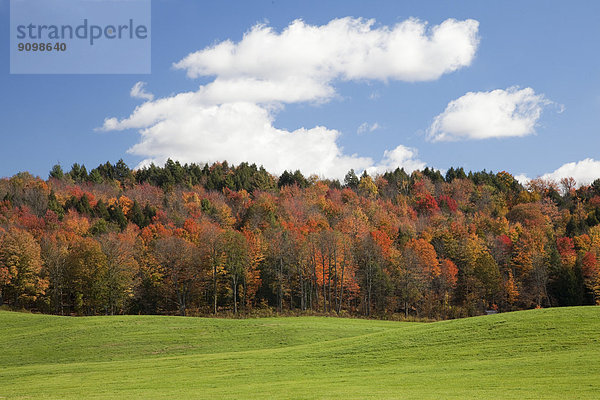 Herbstbäume  Adirondacks  New York  Vereinigte Staaten von Amerika