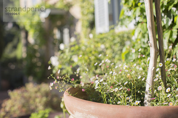 Zarte Blumen im Topf im sonnigen Garten