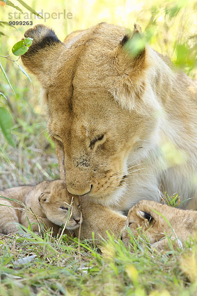 Lions