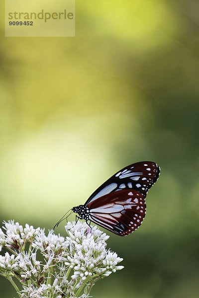 Pfauenauge - Schmetterling bei Nahrungsaufnahme an einer Blume