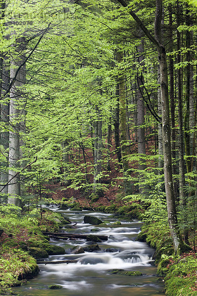 Kleine Ohe oder Schöllnach  Nationalpark Bayerischer Wald  Bayern  Deutschland