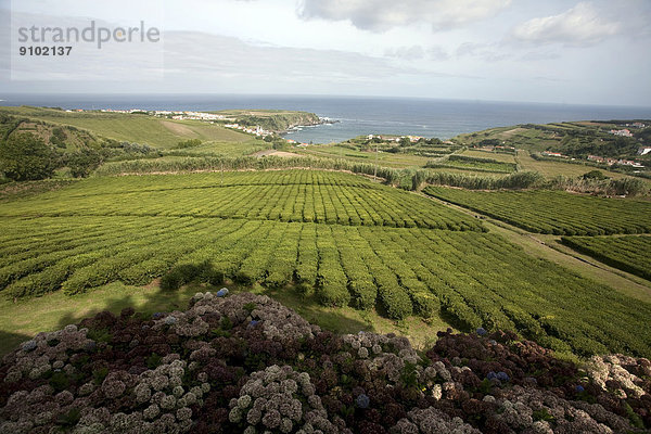 Einzige Teeplantage Europas  São Miguel  Portugal