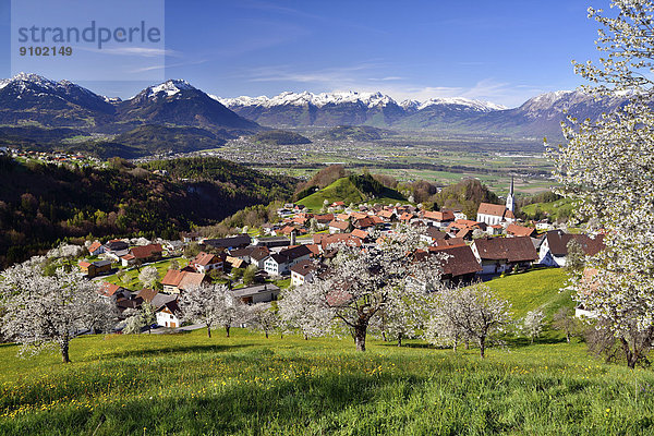 Ortsansicht mit blühenden Kirschbäumen und Ausblick über das St. Galler Rheintal  Fraxern  Bezirk Feldkirch  Vorarlberg  Österreich