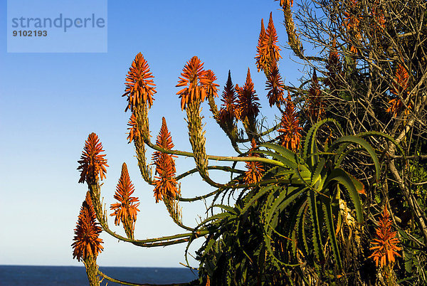 Blühende Kandelaber-Aloe  auch Baum-Aloe (Aloe arborescens)  Tsitsikamma-Nationalpark  Garden Route-Nationalpark  Distrikt Cacadu  Provinz Ostkap  Südafrika
