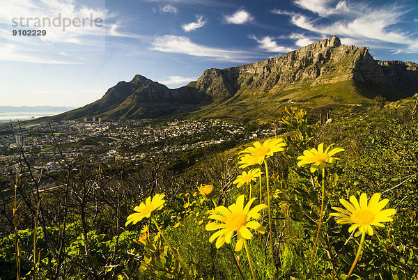 Corn Marigold (Coleostephus myconis)  Tafelberg und Devil's Peak  Kapstadt  Provinz Westkap  Südafrika