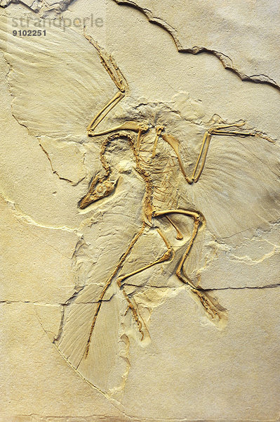 Urvogel (Archeopteryx siemensii)  Paläontologisches Museum  München  Bayern  Deutschland
