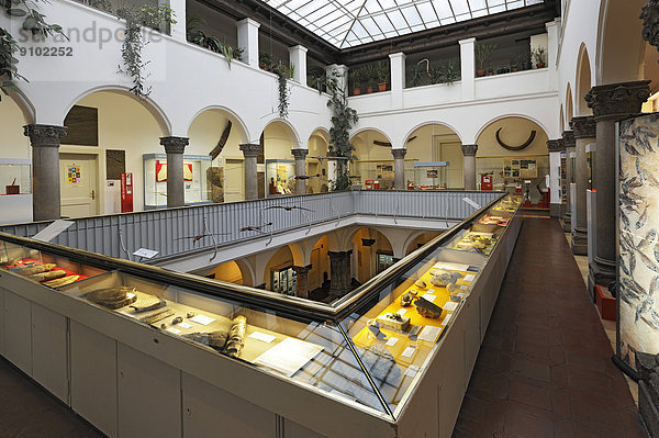 Obergeschoss  Paläontologisches Museum  München  Bayern  Deutschland