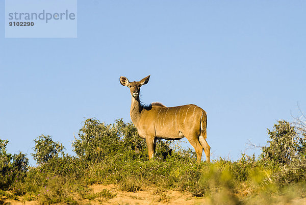 Großer Kudu (Tragelaphus strepsiceros)  Kuh  Addo-Elefanten-Nationalpark  Ostkap  Südafrika
