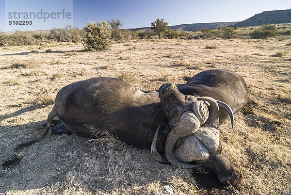 Zwei Kaffernbüffel (Syncerus caffer)  tot mit gebrochenem Genick  nach Kampf  Mountain-Zebra-Nationalpark  Ostkap  Südafrika