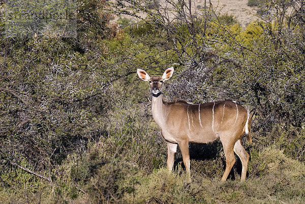 Großer Kudu (Tragelaphus strepsiceros)  Kuh  Addo-Elefanten-Nationalpark  Ostkap  Südafrika