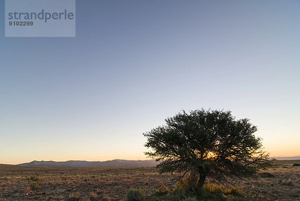 Baum  Abendstimmung  Bankberg-Massiv  Mountain-Zebra-Nationalpark  Ostkap  Südafrika