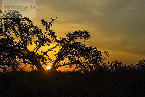 Sonnenuntergang  Baum im Abendlicht  Krüger-Nationalpark  Südafrika