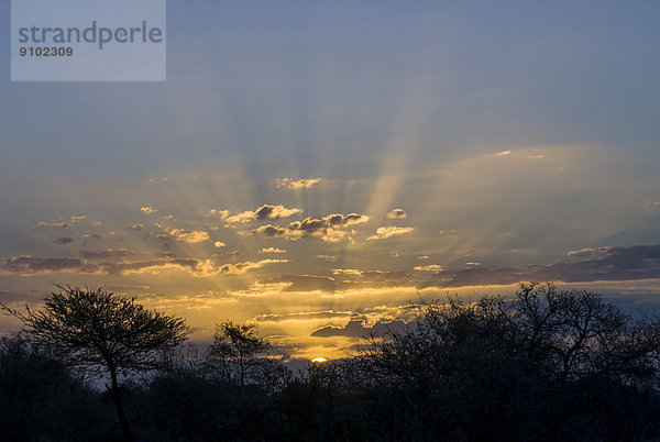 Sonnenuntergang  Sonnenstrahlen  Bäume im Abendlicht  Krüger-Nationalpark  Südafrika