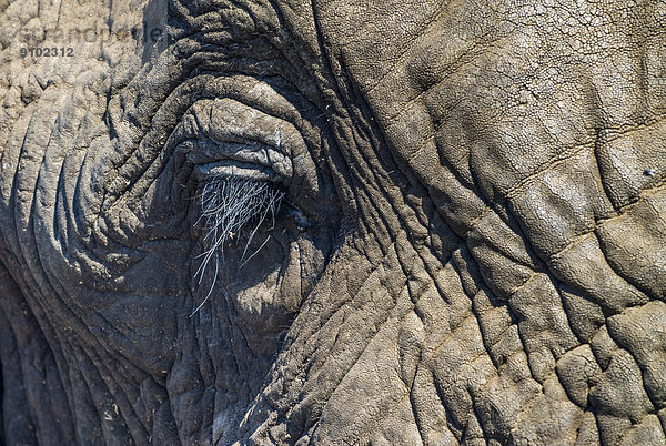 Afrikanischer Elefant (Loxodonta africana)  Auge  Krüger-Nationalpark  Südafrika