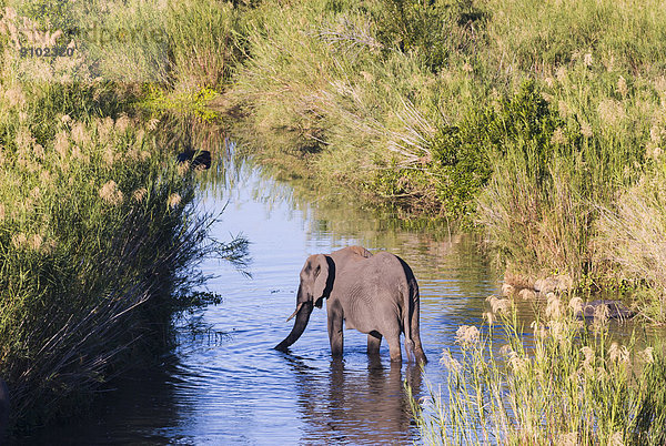 Afrikanischer Elefant (Loxodonta africana)  beim Trinken an einem Fluss  Krüger-Nationalpark  Südafrika