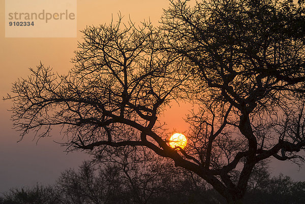 Sonnenuntergang  Baum im Abendlicht  Krüger-Nationalpark  Südafrika