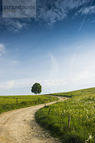 Kurviger Feldweg mit Baum und Blumenwiese  bei Freiburg im Breisgau  Schwarzwald  Baden-Württemberg  Deutschland