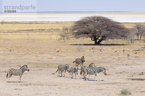 Burchell-Zebras (Equus quagga burchelli) und Springböcke (Antidorcas marsupialis)  beim Wasserloch Salvadora  hinten Etosha-Salzpfanne  Etosha-Nationalpark  Namibia