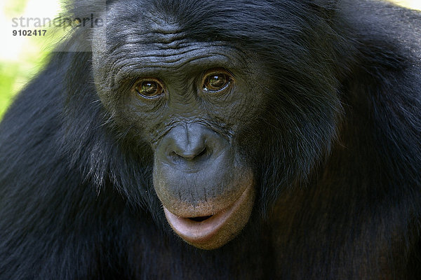 Bonobo (Pan paniscus)  Porträt  Lola ya Bonobo Sanctuary  Kimwenza  Mont Ngafula  Kinshasa  Demokratische Republik Kongo