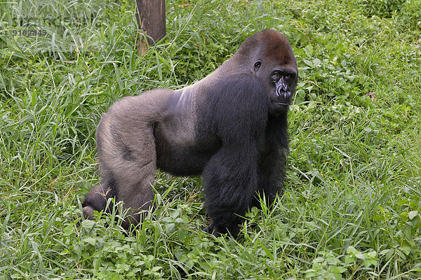 Westlicher Flachlandgorilla (Gorilla gorilla gorilla)  Männchen  Silverback  captive  Limbe Wildlife Center  Limbe  Provinz Sud-Ouest  Kamerun