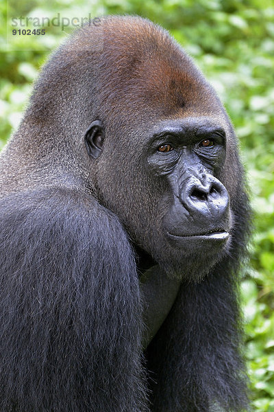 Westlicher Flachlandgorilla (Gorilla gorilla gorilla)  Tierporträt  Männchen  Silverback  captive  Limbe Wildlife Center  Limbe  Provinz Sud-Ouest  Kamerun