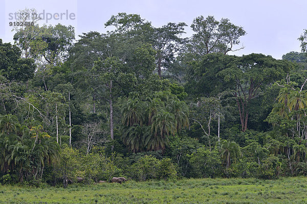 Waldelefanten (Loxodonta cyclotis)  Ndangaye-Lichtung  Lobéké-Nationalpark  Provinz Sud-Ouest  Kamerun