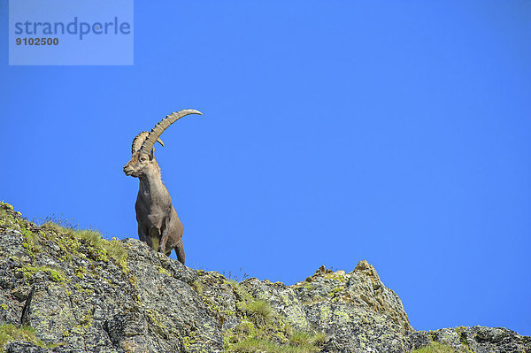 Alpensteinbock (Capra ibex)  Nationalpark Stilfser Joch  Italien