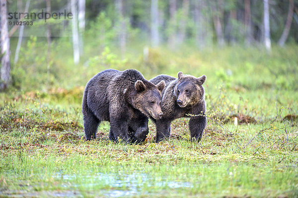 Zwei Braunbären (Ursus arctos)  Jungtiere  Karelien  Finnland