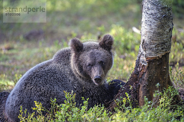 Braunbär (Ursus arctos)  Jungtier  Karelien  Finnland