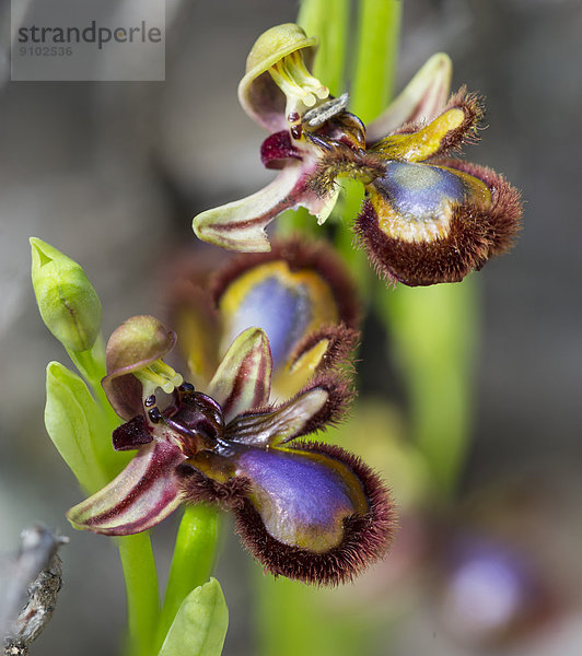 Spiegel-Ragwurz (Ophrys speculum)  Andalusien  Spanien