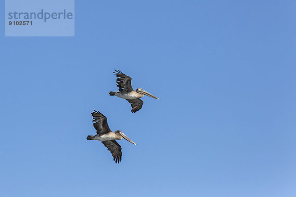 Braunpelikane (Pelecanus occidentalis)  Kalifornien  USA