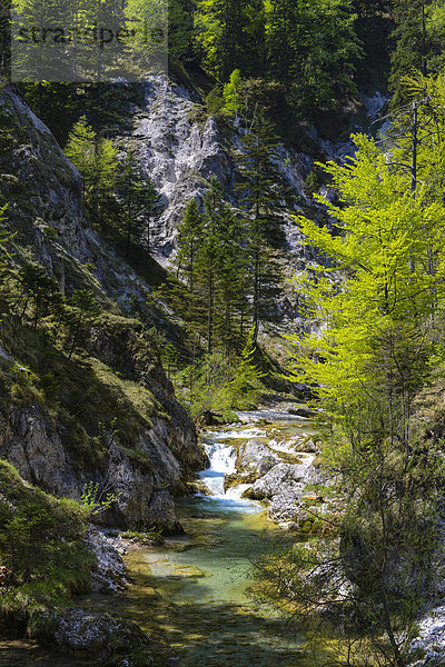 Bachverlauf  Ötschergräben  Naturpark Ötscher-Tormäuer  Ötscherbach  Ötscher  Niederösterreich  Österreich